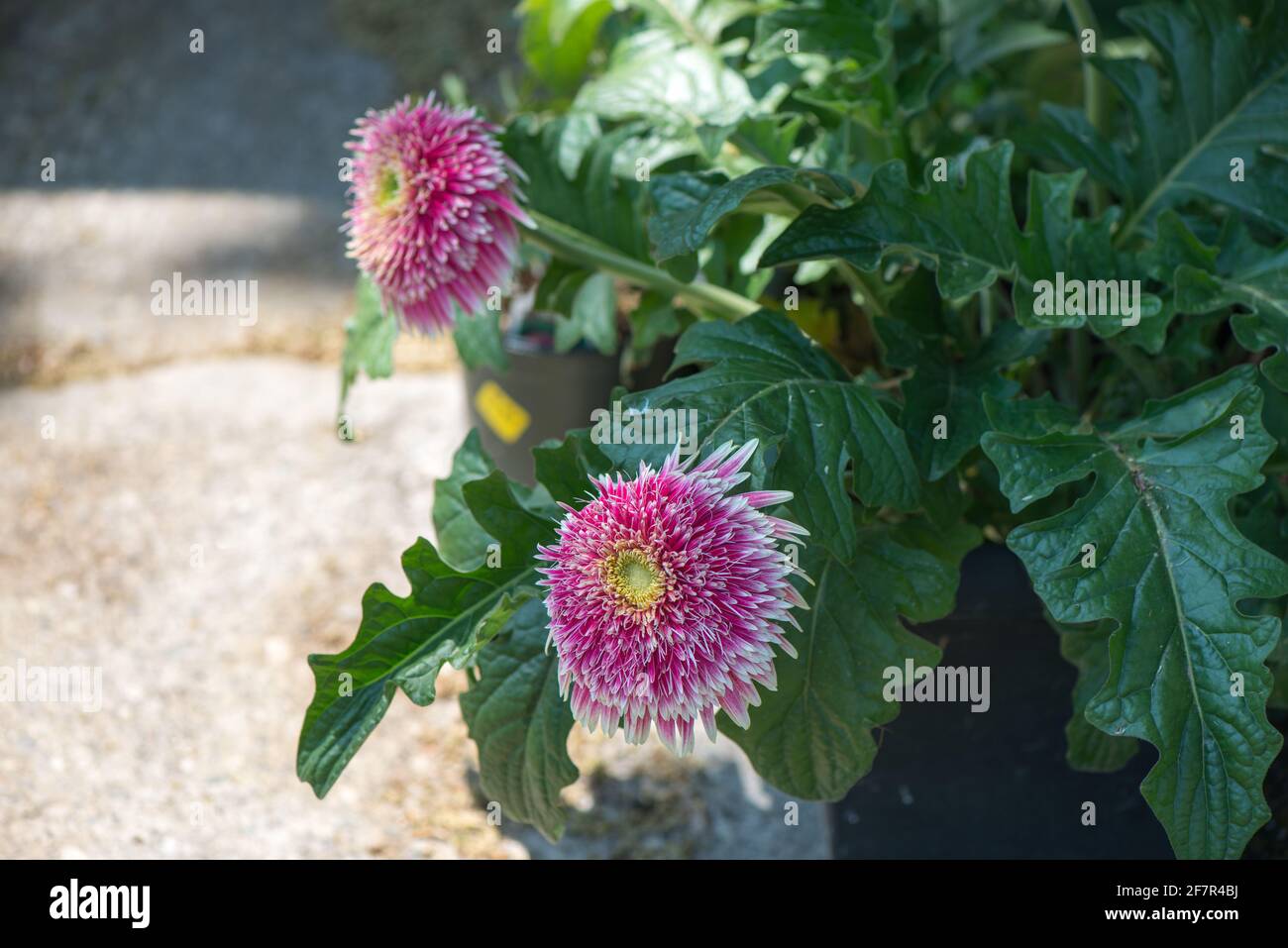 variegated, double hot pink gerbera daisy in a pot Stock Photo