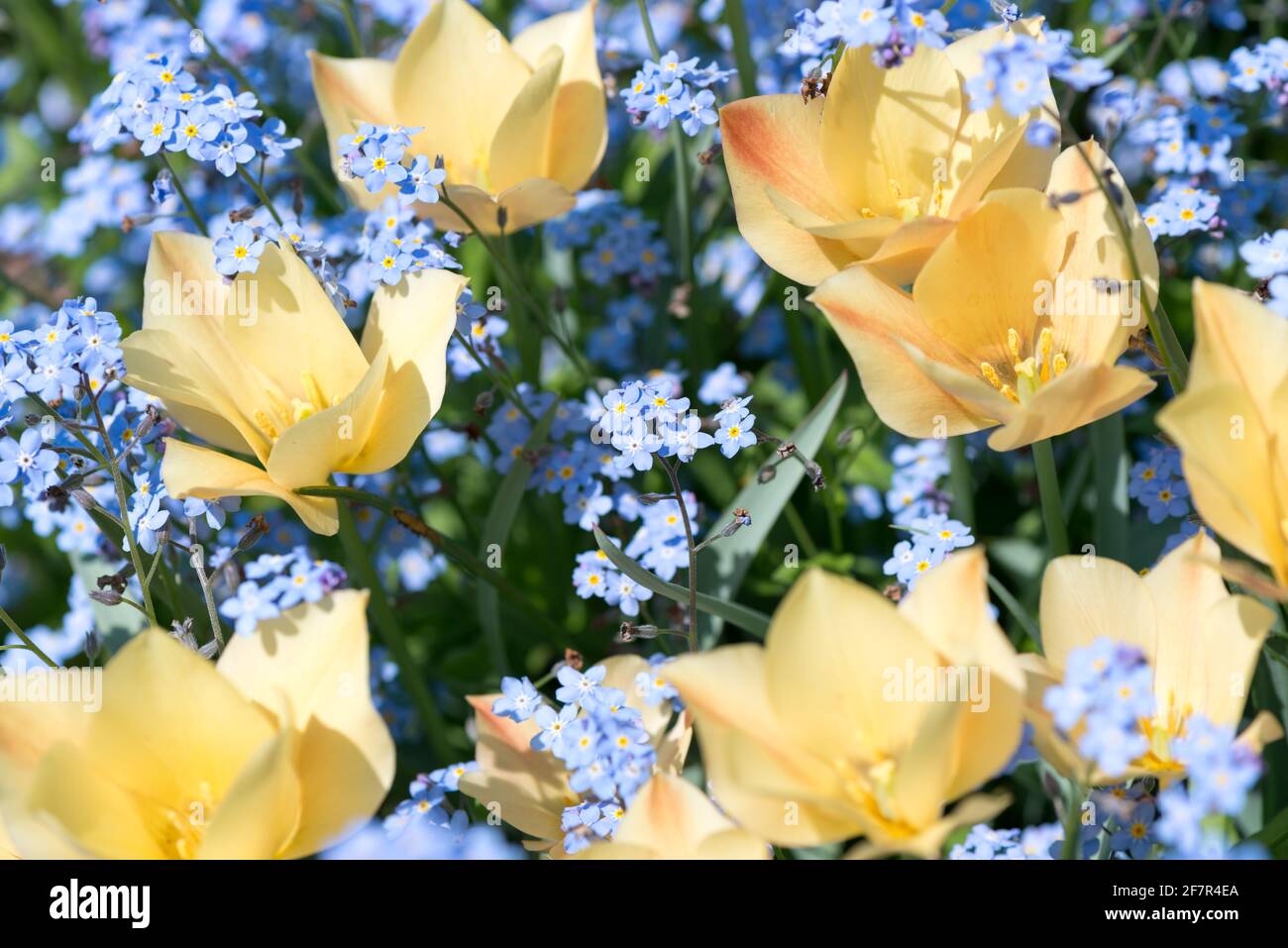 pale yellow tulips growing in a field of periwinkle blue