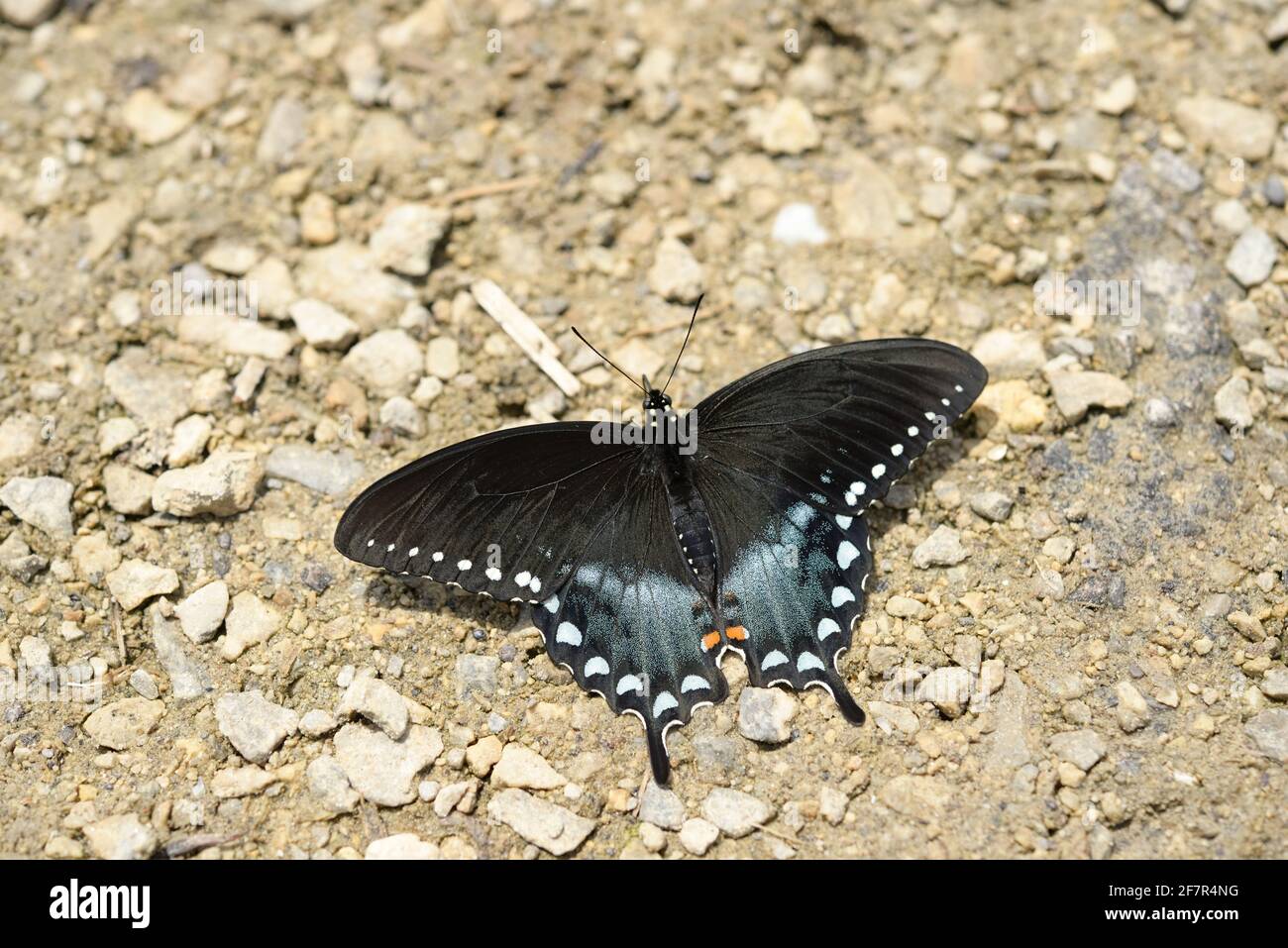 Spicebush Swallowtail butterfly sunning on gravel Stock Photo