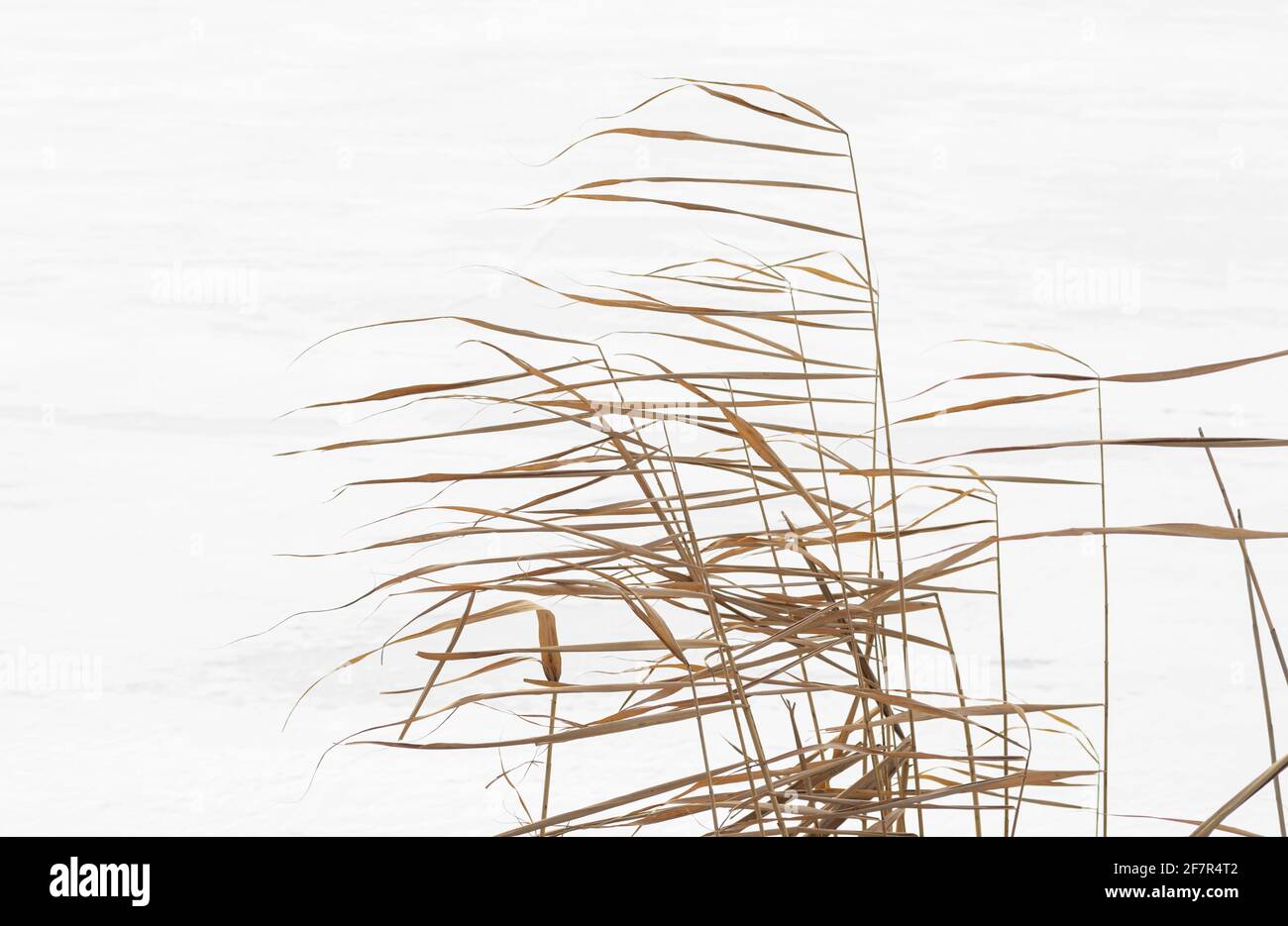 Dry reed on white snow. The reeds sway in the wind. Stock Photo