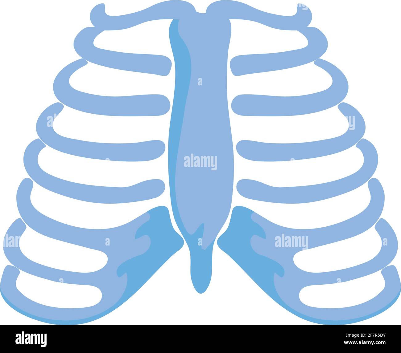 normal ribs joints Stock Vector Image & Art Alamy