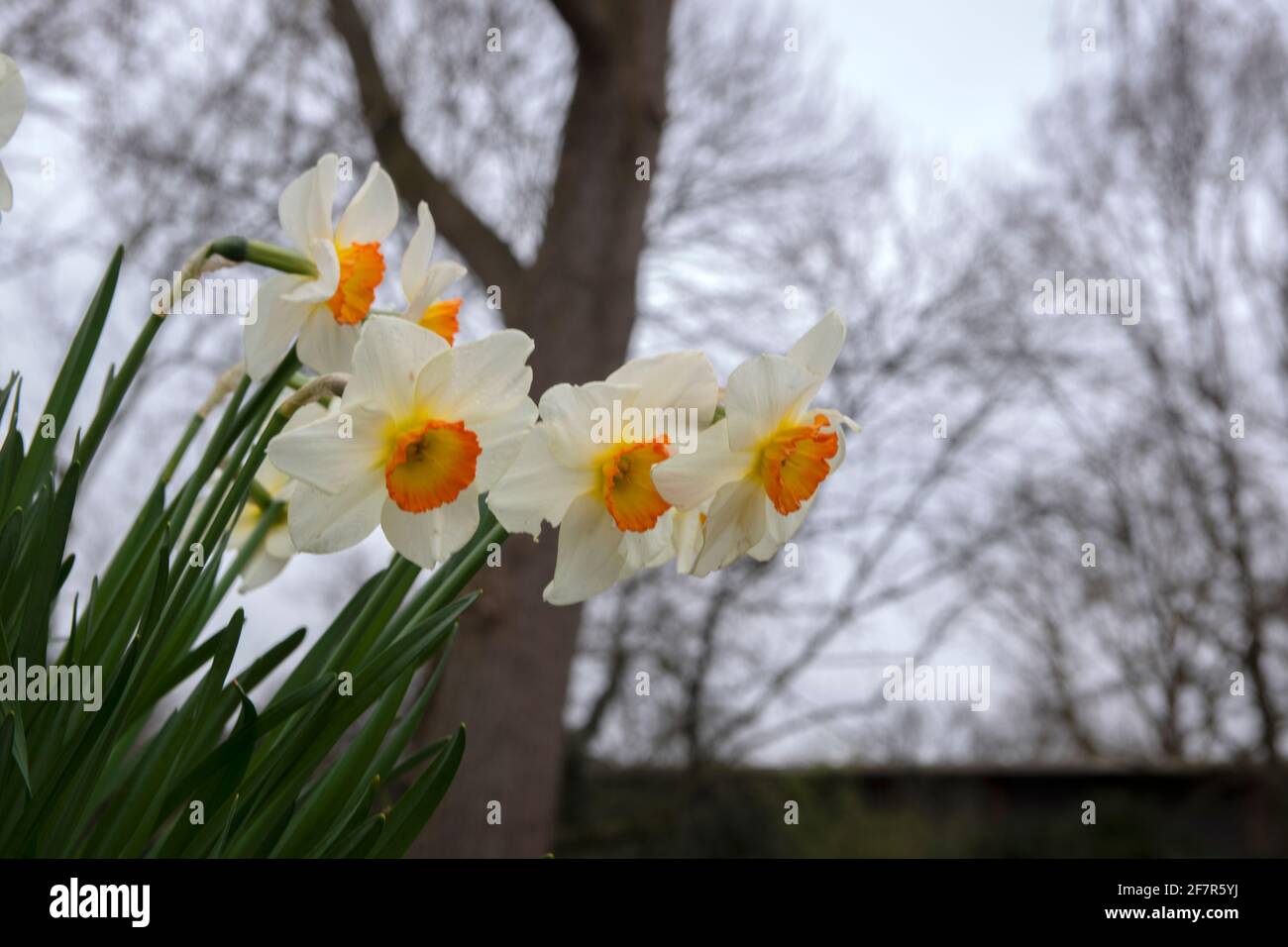 Close Up Narcissus At Amsterdam The Netherlands 19-3-2020 Stock Photo