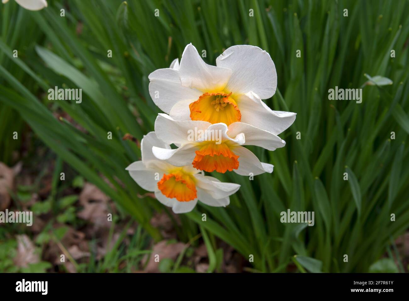 Close Up Narcissus At Amsterdam The Netherlands 19-3-2020 Stock Photo