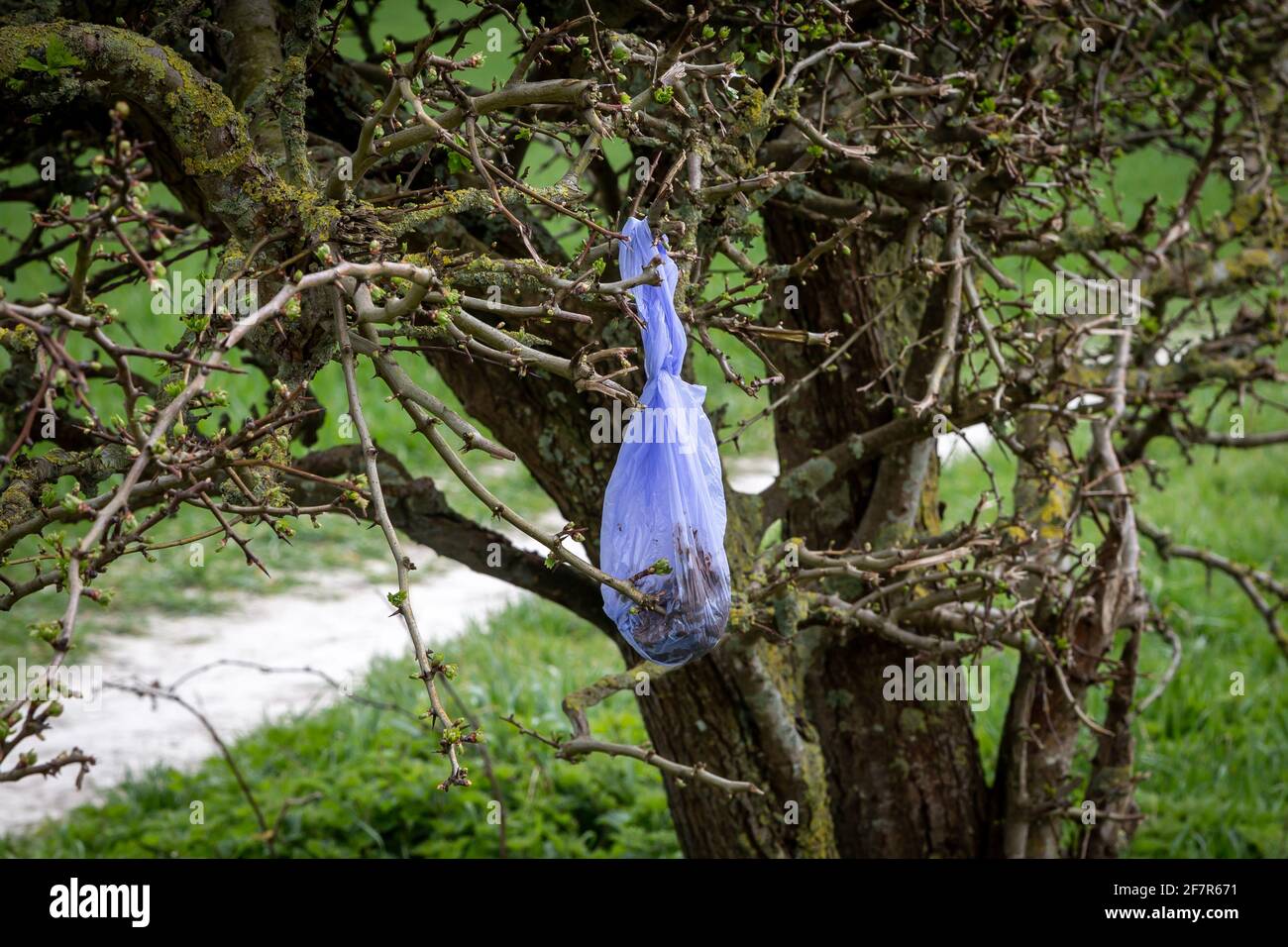 Plastic dog poo bags hires stock photography and images Alamy
