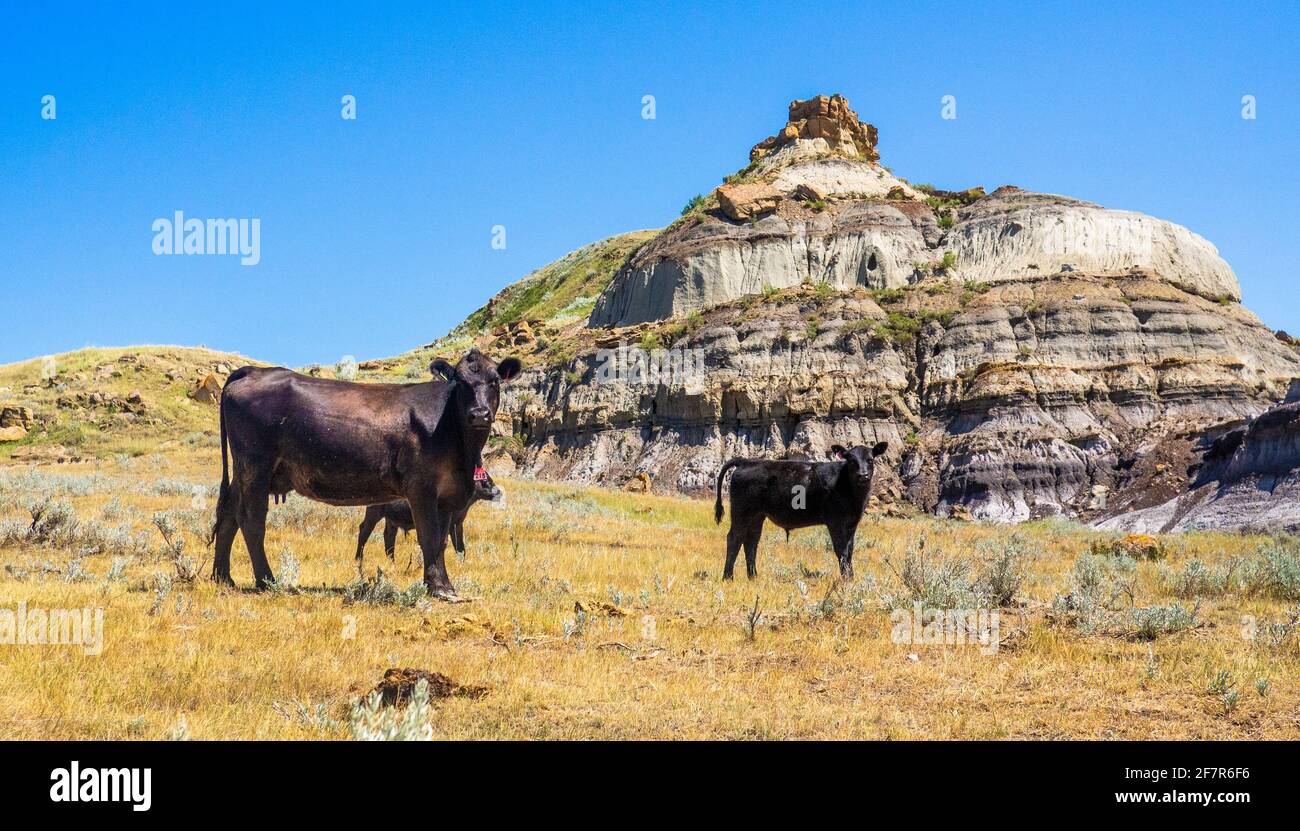 Two cow looking at the camera in dry grass with a mountain in the back Stock Photo