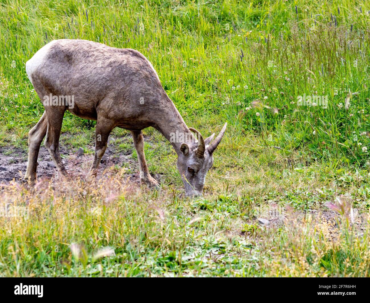 Adult Mountain Sheep With Horns Eating Grass In Summer Stock Photo Alamy