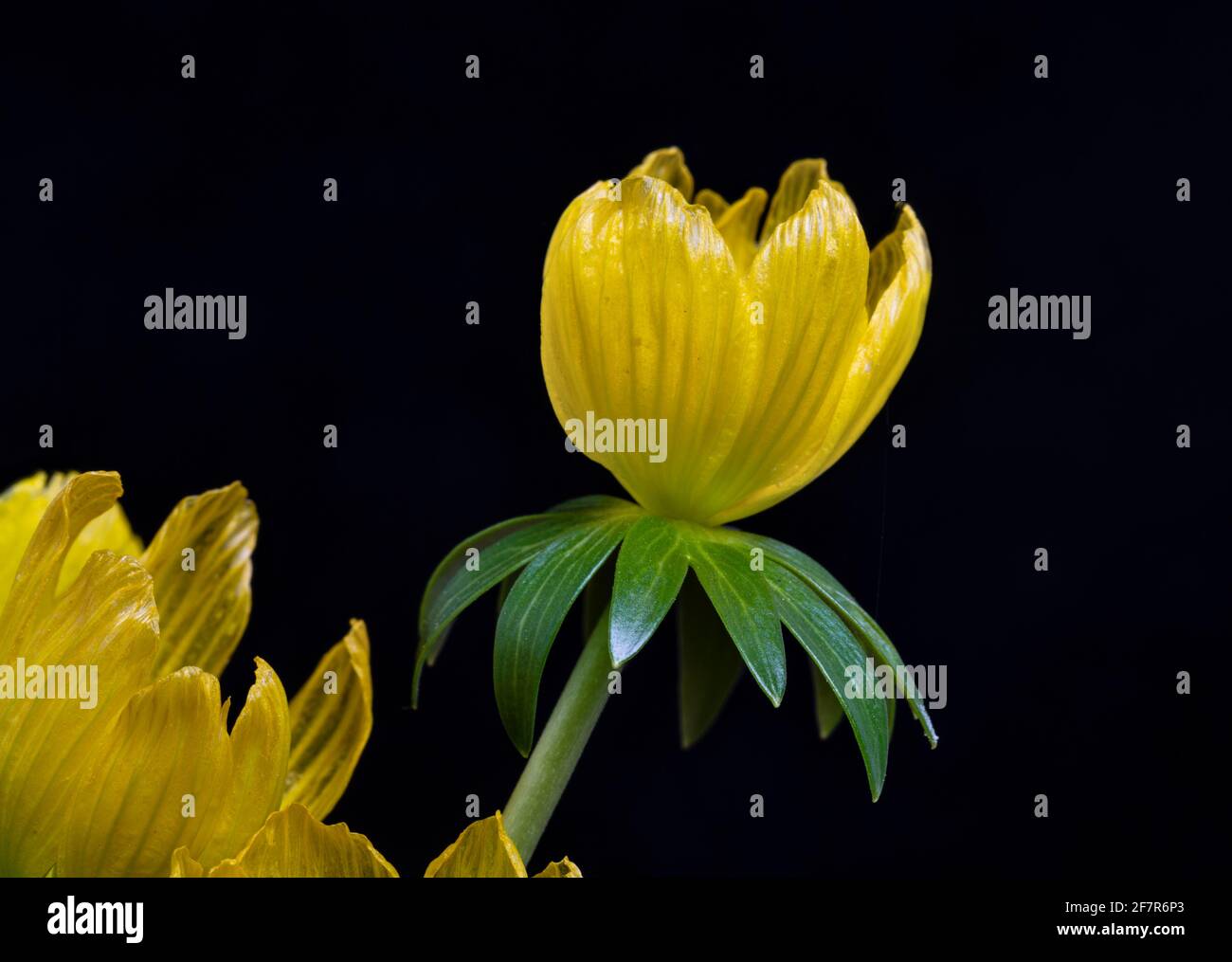 Winter Aconite, Eranthis hyemalis, a member of the buttercup family, Ranunculaceae Stock Photo