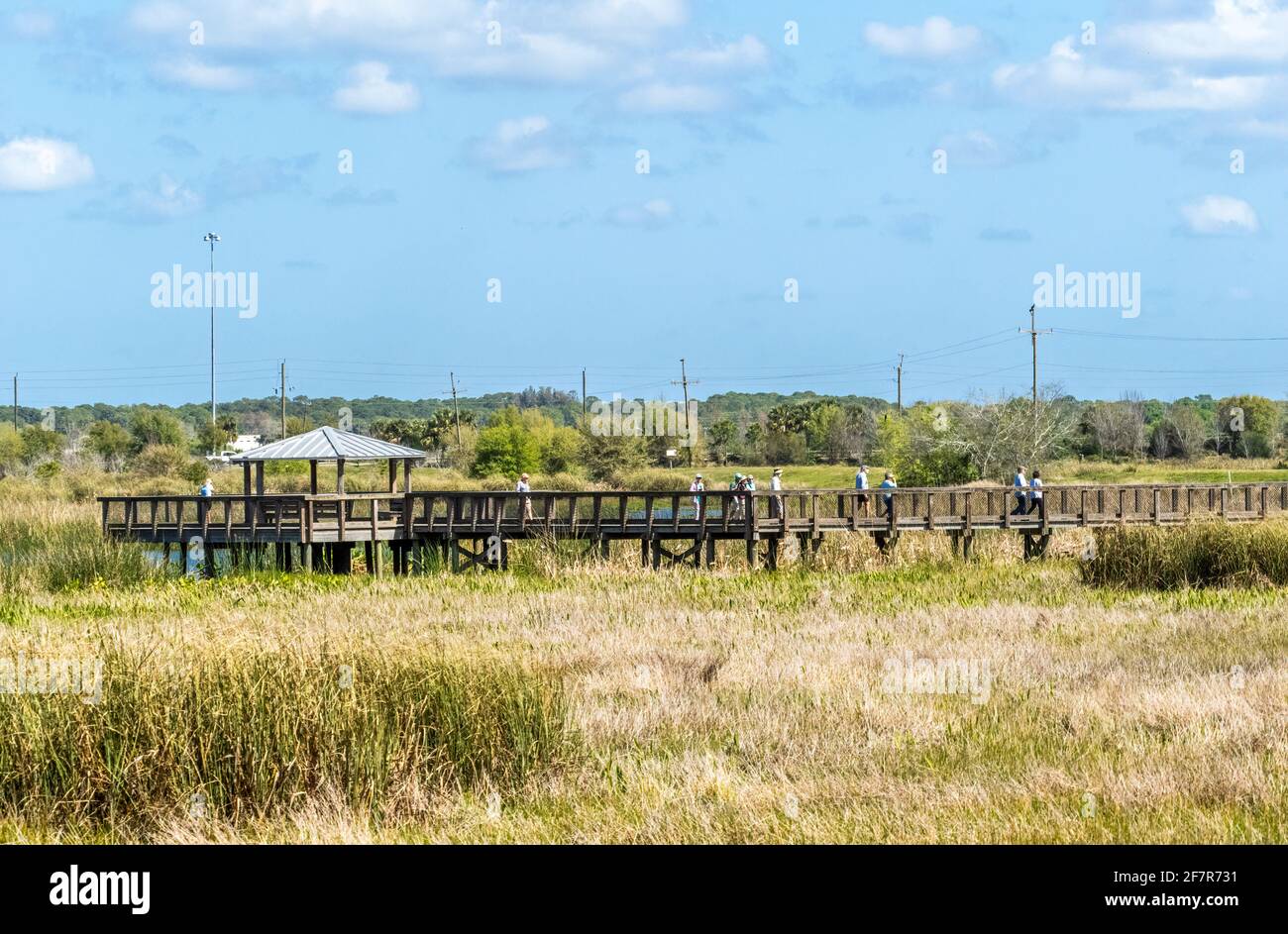 Observation platform and boardwalk at the Celery Fields wetlands area in Sarasota Florida USA Stock Photo