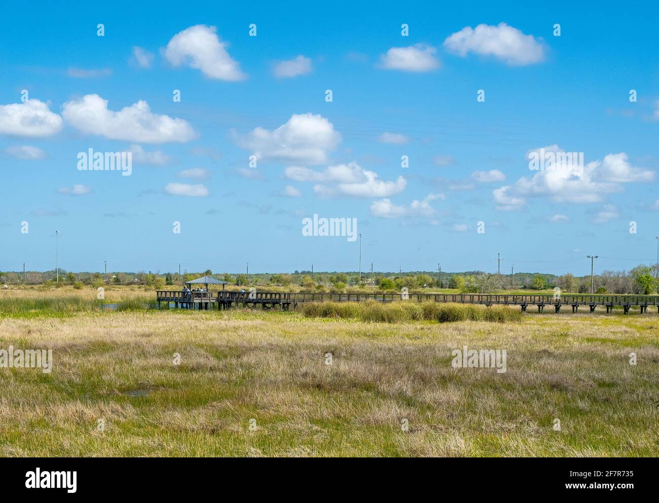 Observation platform and boardwalk at the Celery Fields wetlands area in Sarasota Florida USA Stock Photo