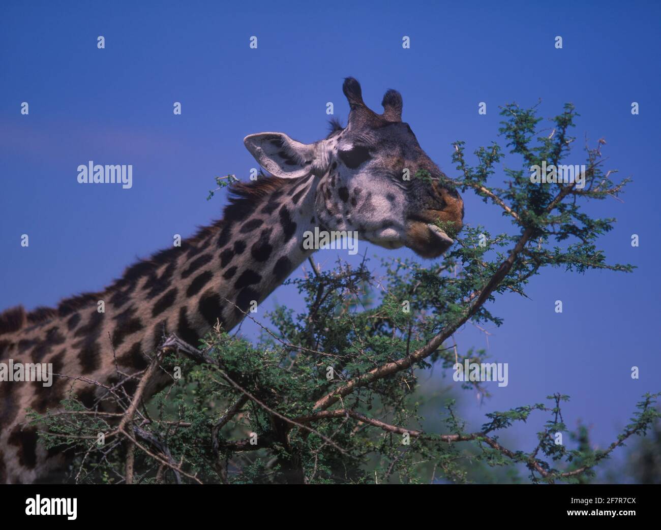 Masai giraffe, Giraffa camelopardalis tippelskirchi. Eating acacia tree leaves. Note purplish-black prehensile tongue; that is useful for grasping Stock Photo