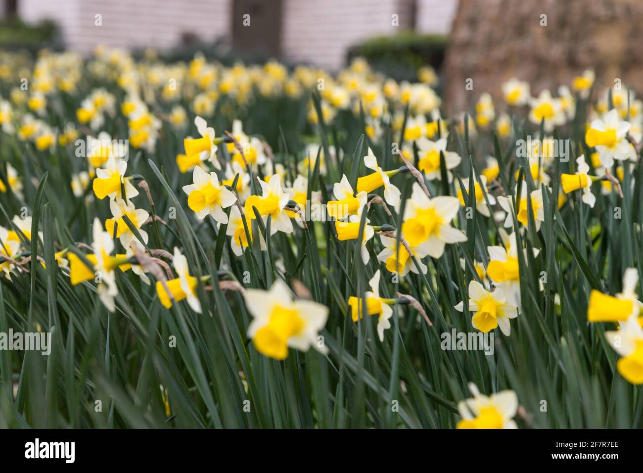Field of daffodils Stock Photo
