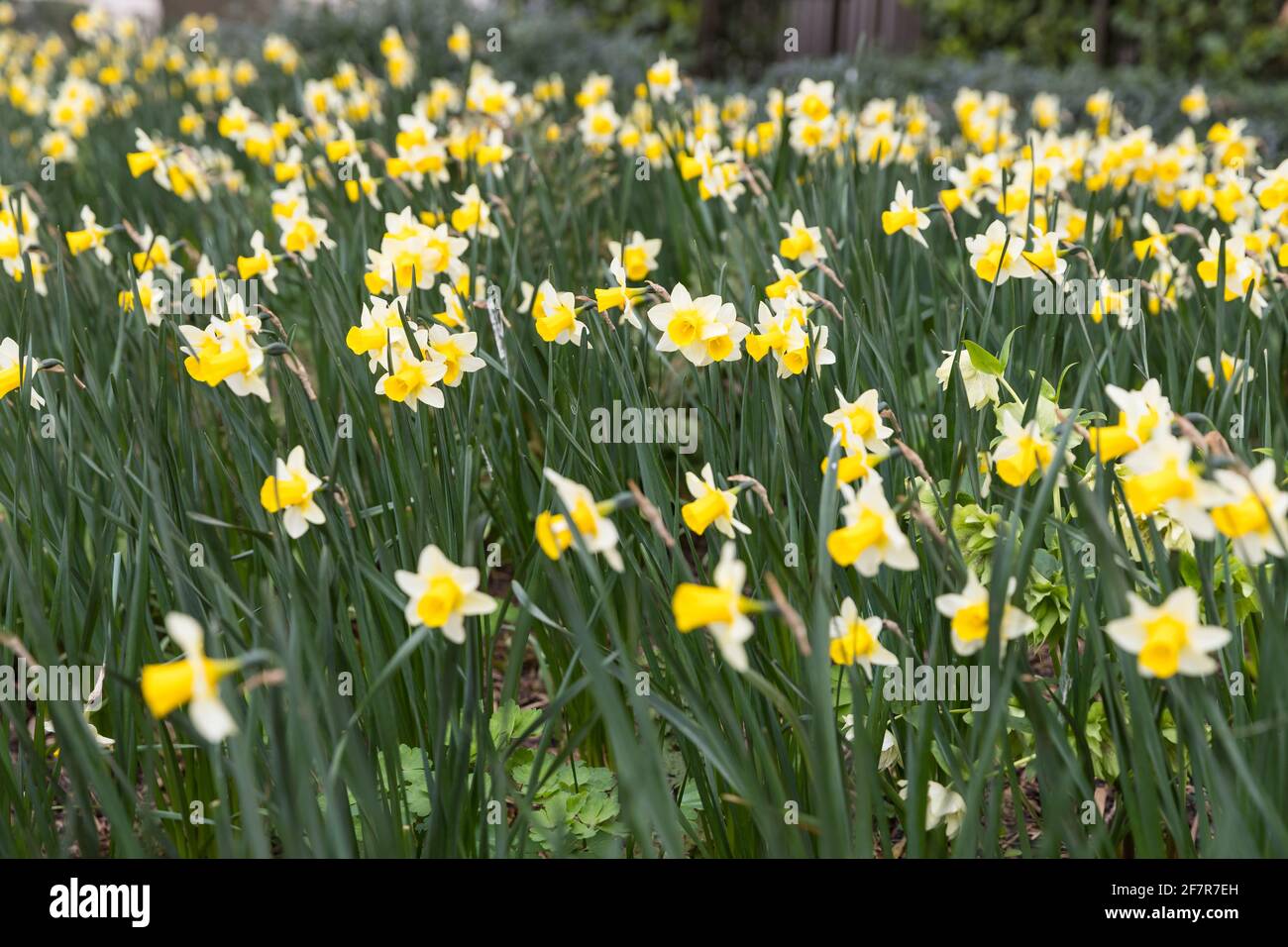Field of daffodils Stock Photo