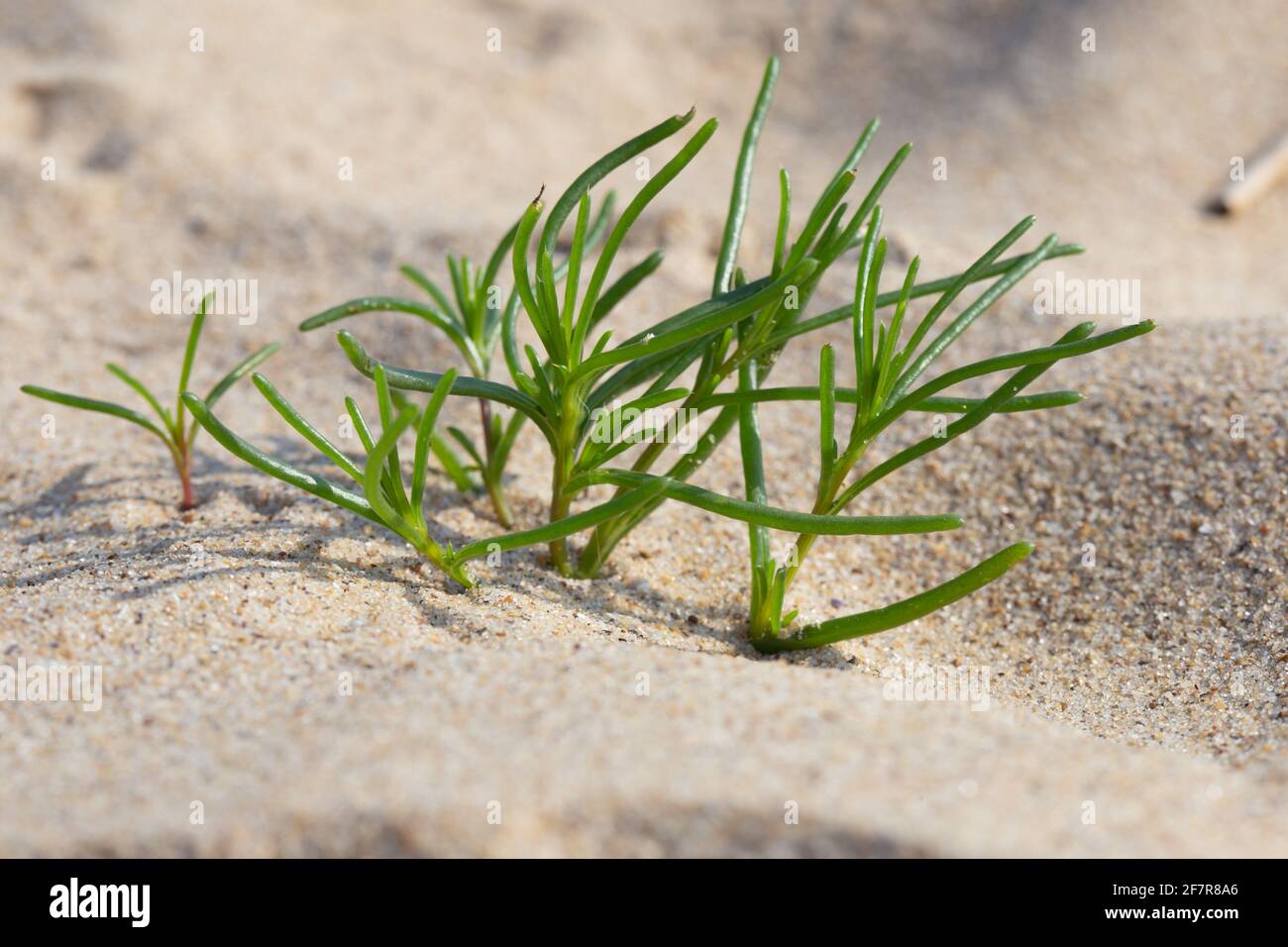 Salicornia wild edible plant that grows in sand on beaches is tasty and healthy food. Green halophytic plant. Stock Photo