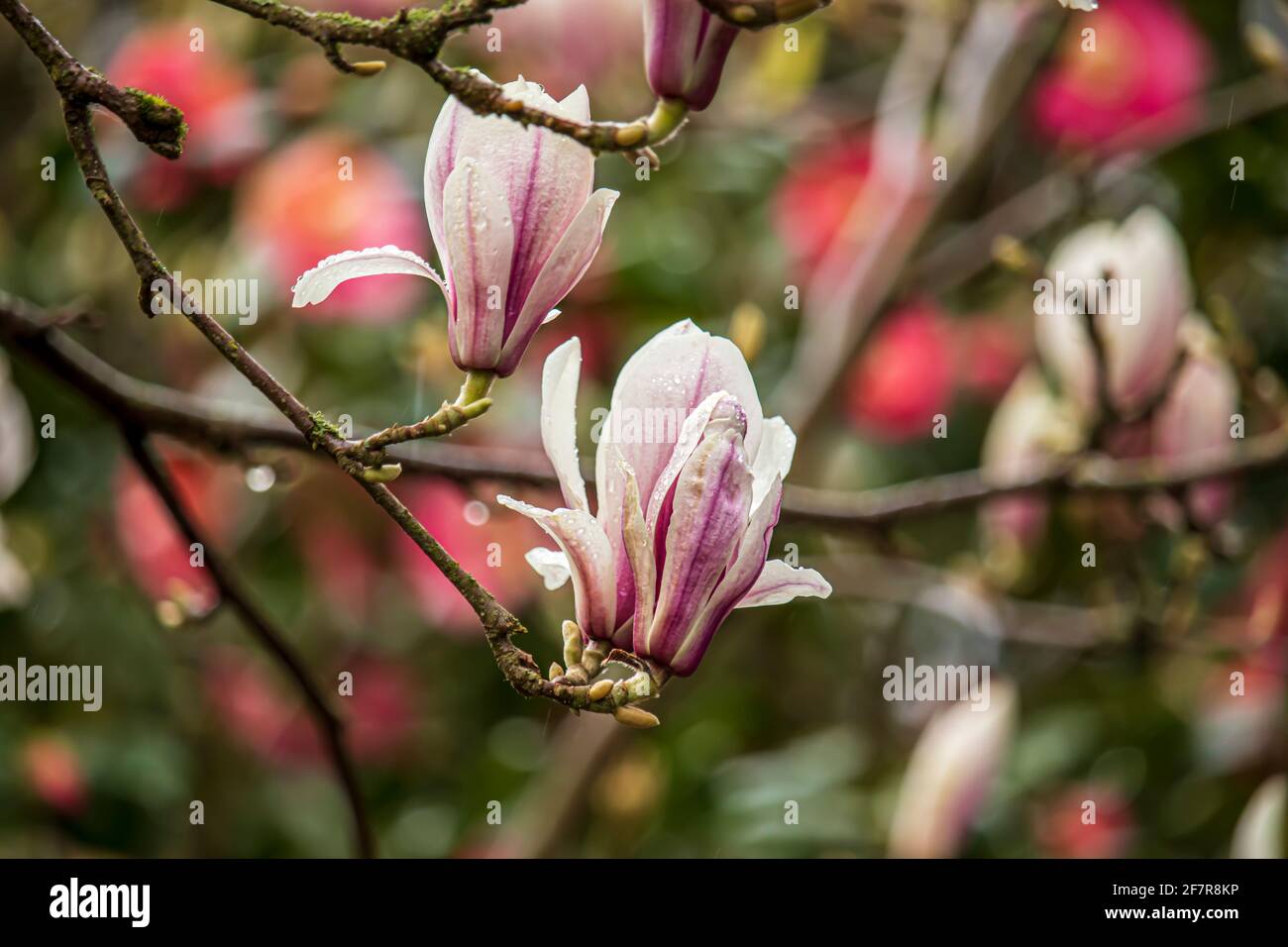 Beautiful spring magnolia on a blurry background in a park in Wolverhampton, England. Stock Photo