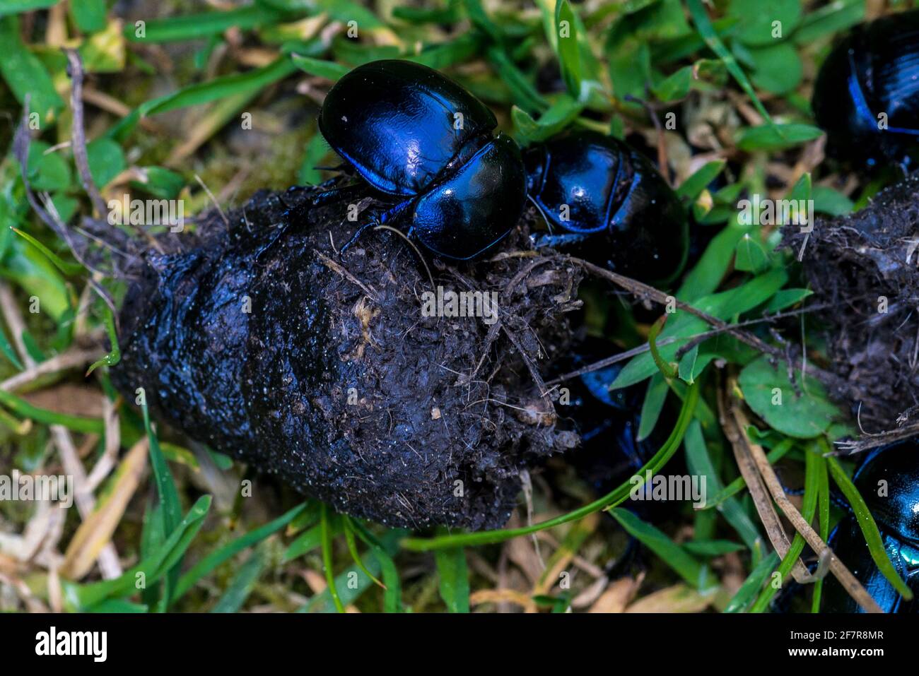 What Happens If My Dog Eats Dung Beetles