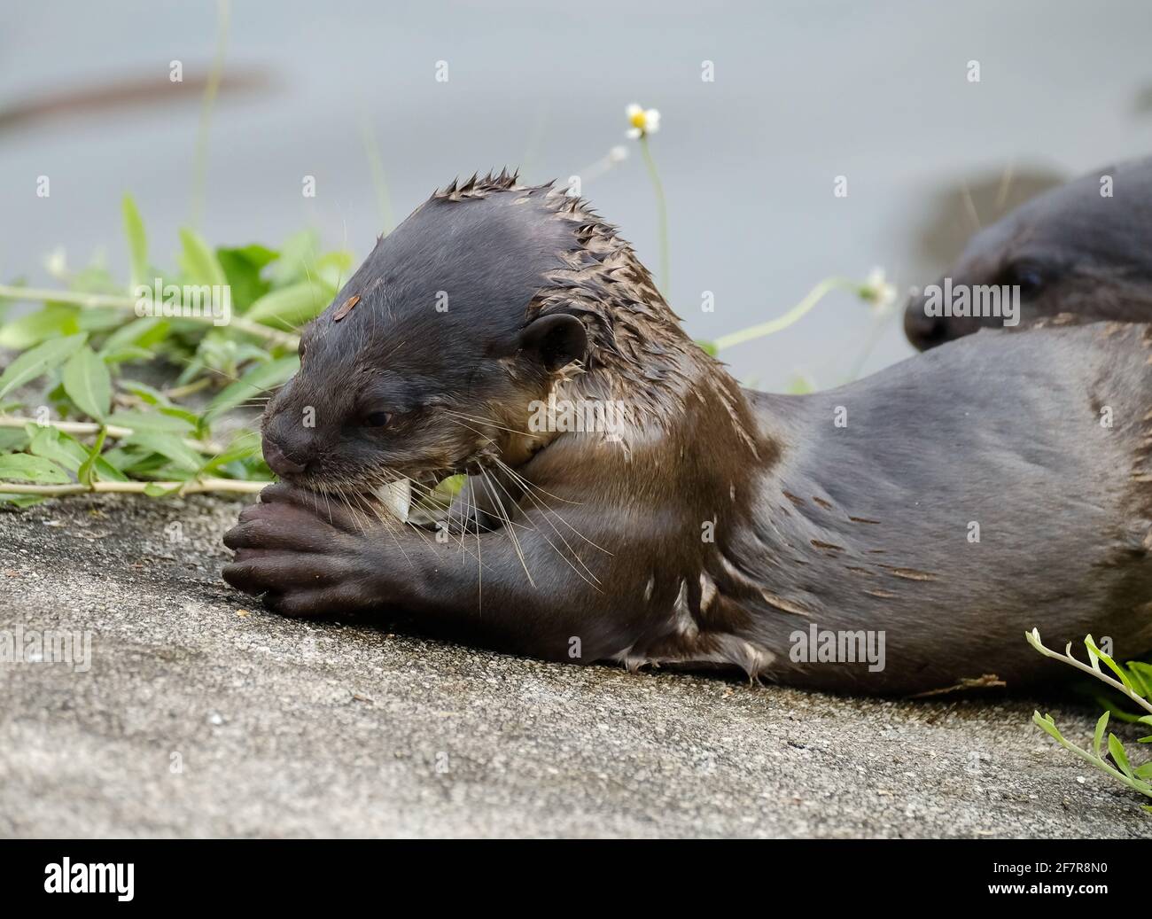 Closeup of a wet otter eating a fish on a grainy beach with other