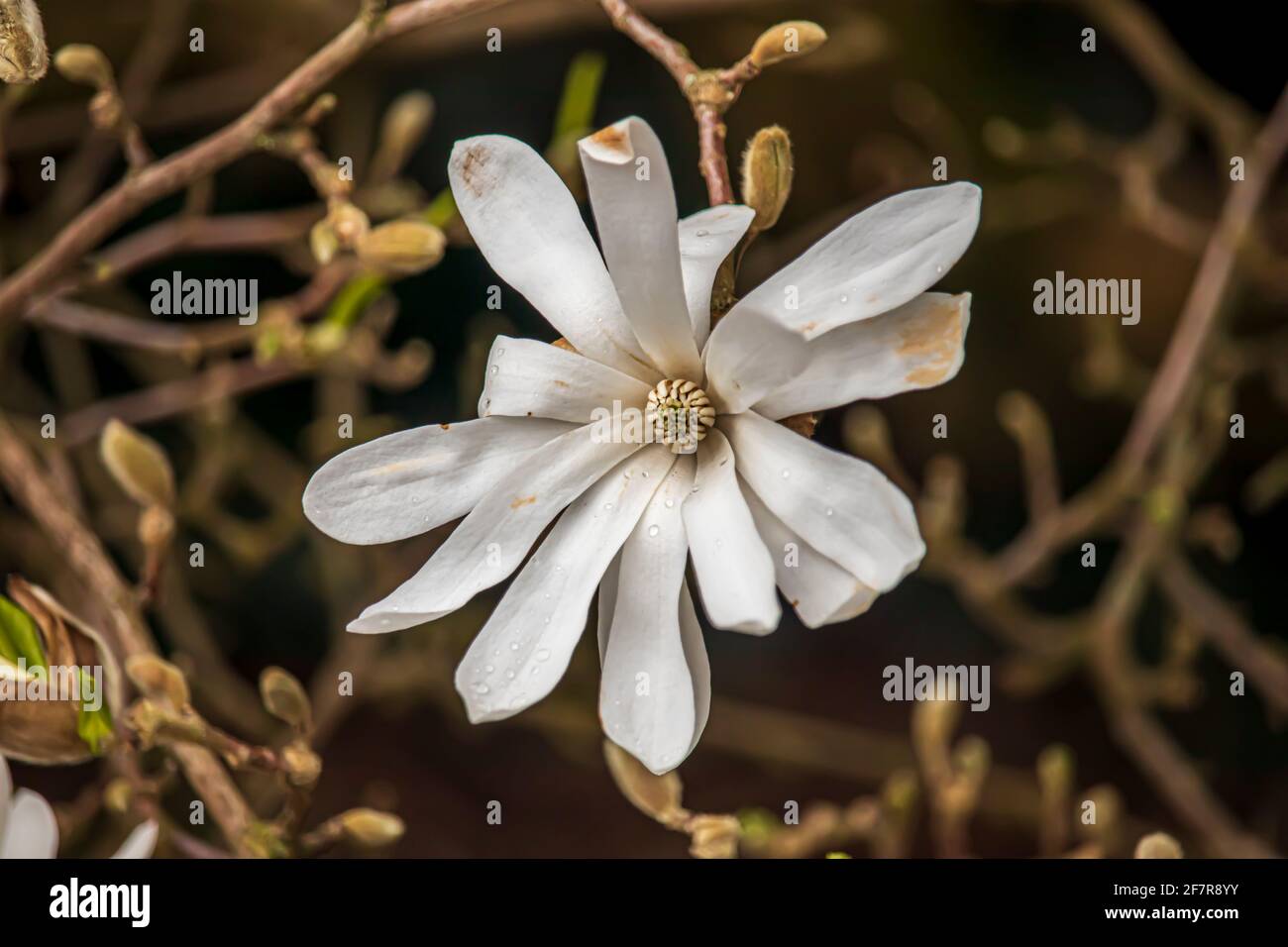 Beautiful spring magnolia on a blurry background in a park in Wolverhampton, England. Stock Photo