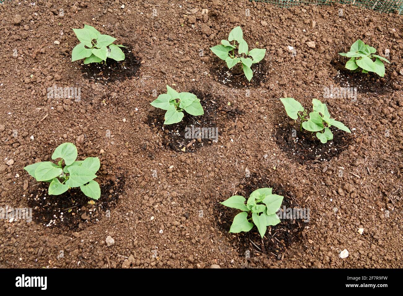 Посев фасоли в открытый грунт весной. Рассада кукурузы. Посев фасоли в открытый грунт весной. Посев фасоли в открытый грунт весной. Рассада спаржевой фасоли.