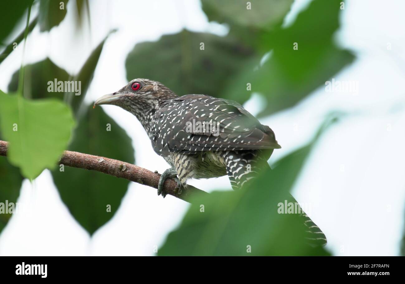 Black And White Striped Bird