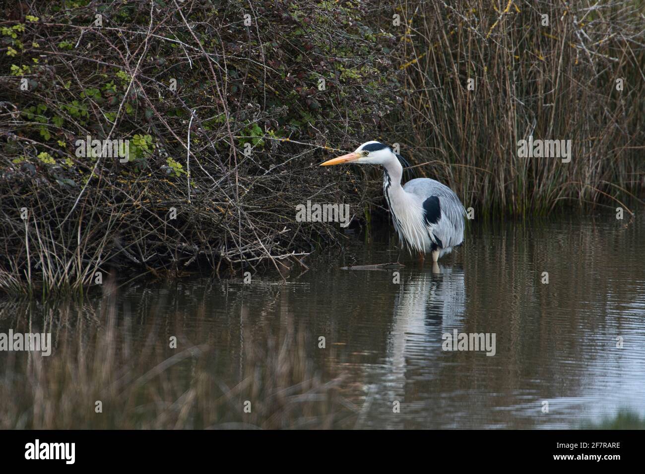 Grey heron (Ardea cinerea) hunting in a shallow stream Stock Photo