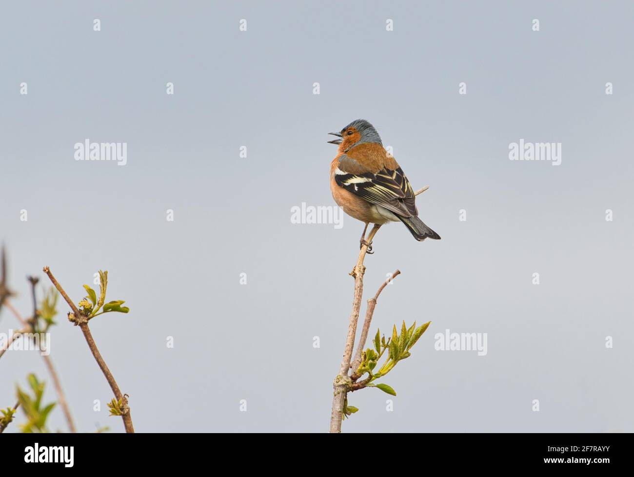 Male chaffinch (Fringilla coelebs) singing to proclaim territory in early spring Stock Photo