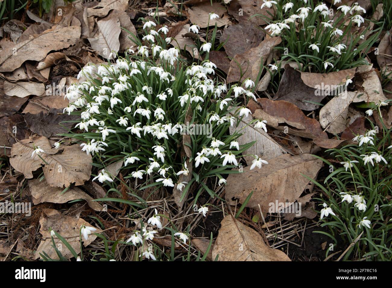 A clump of snowdrops amongst dead leaves Stock Photo