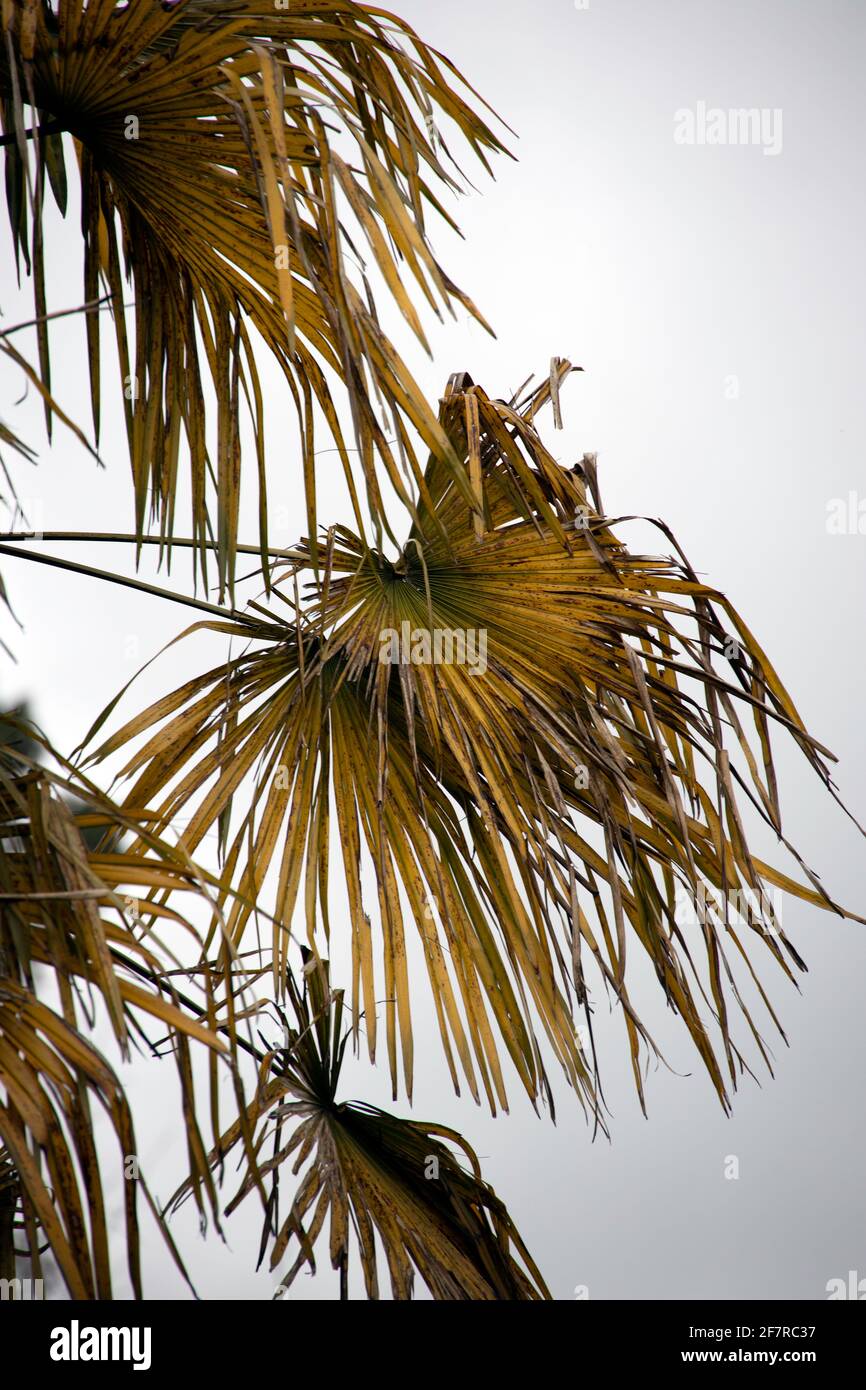 Decayed palm leaves hires stock photography and images Alamy