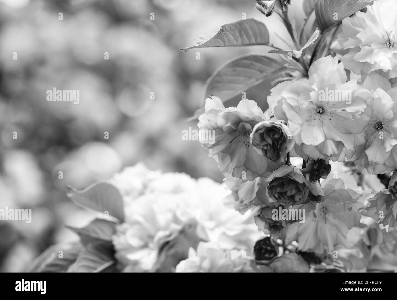 sakura blooming tree., natural floral background. beautiful spring flowers. pink cherry tree flower. new life beginning. nature growth and waking up Stock Photo