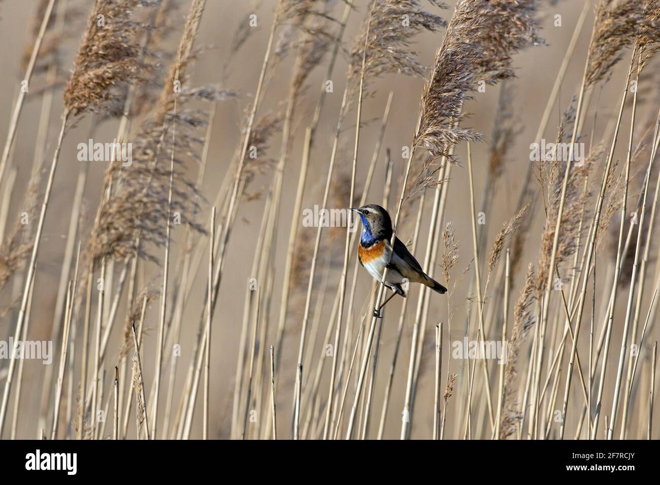 White-spotted bluethroat (Luscinia svecica cyanecula) male perched on reed stem and calling in wetland in spring Stock Photo