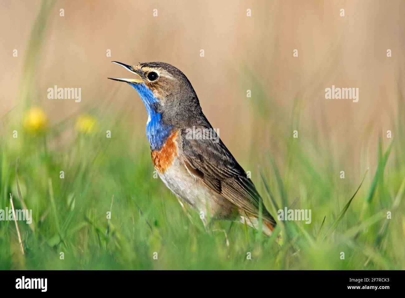 White-spotted bluethroat (Luscinia svecica cyanecula) male calling / singing in grassland in spring Stock Photo