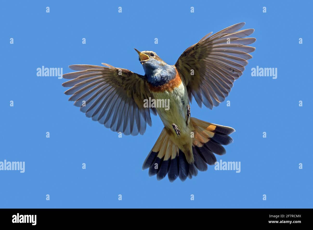 White-spotted bluethroat (Luscinia svecica cyanecula) male in flight calling / singing in spring Stock Photo
