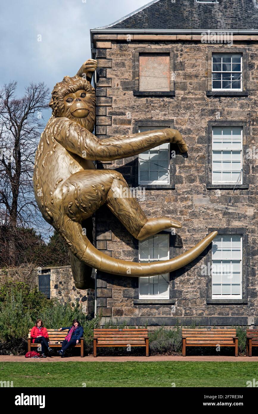 Australian ecological artist Lisa Roet’s 45 foot Golden Monkey climbing the wall of Inverleith House in the Royal Botanic Garden Edinburgh Scotland,UK. Stock Photo