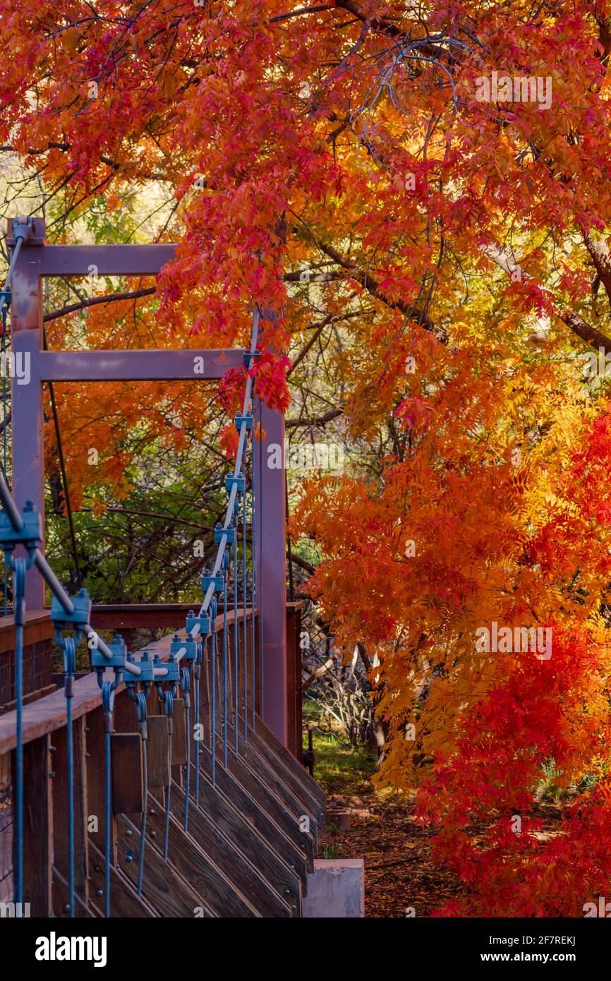 Bridge by colorful trees full of bright orange and yellow fall leaves at Boyce Thompson Arboretum, Superior, Arizona. Stock Photo