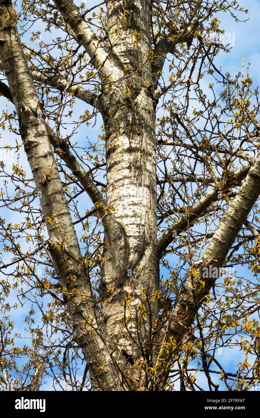 Grey poplar tree trunk Populus x canascens Stock Photo