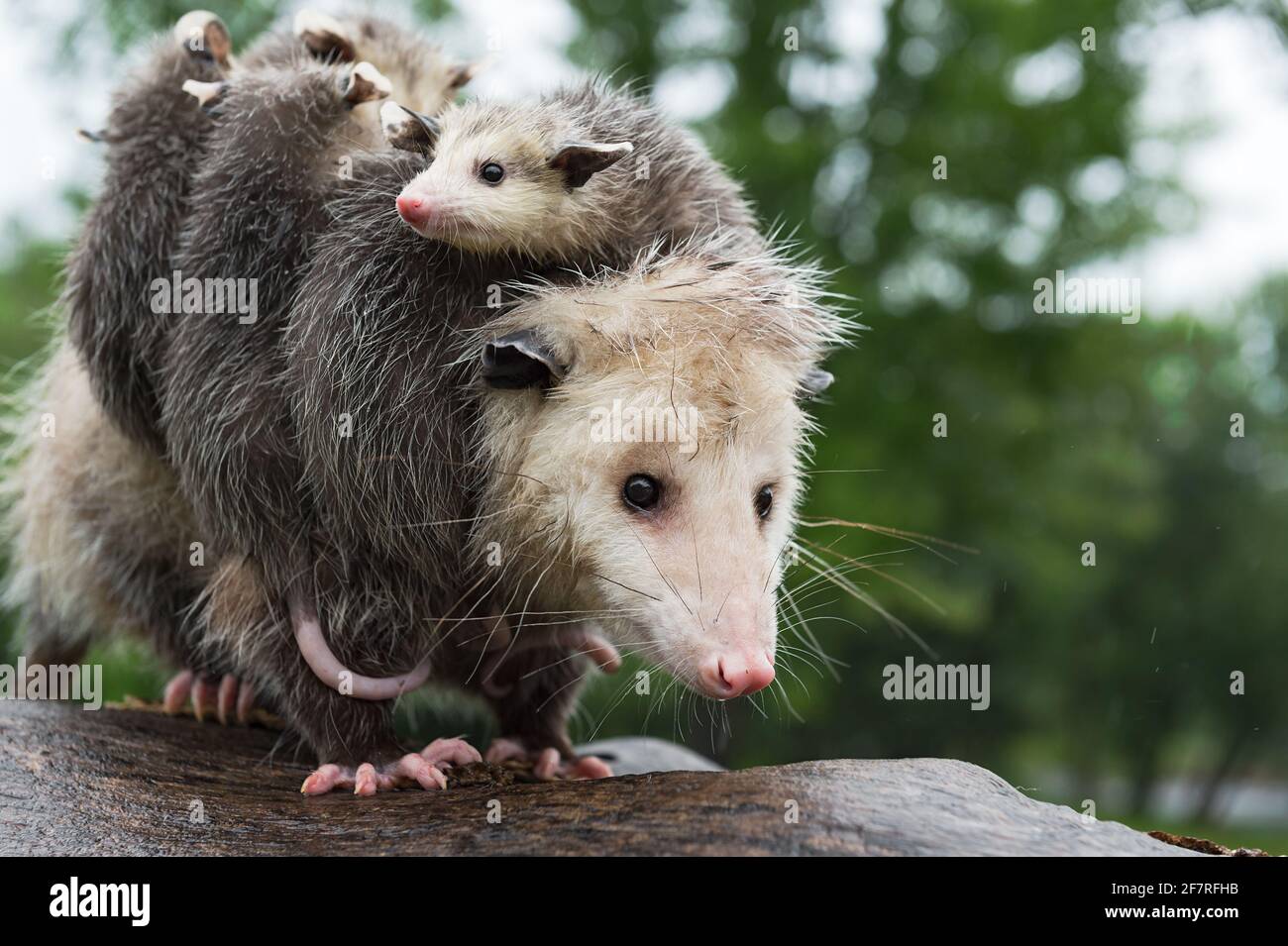 Virginia Opossum (Didelphis virginiana) With Joeys Looks Out Wearily