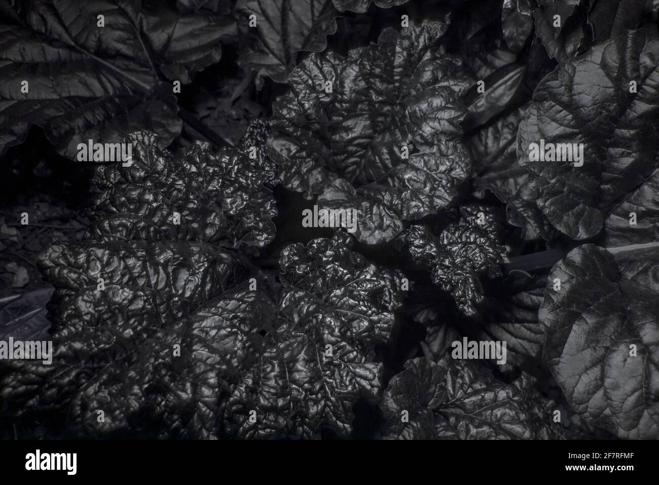 New growth of Rheum x hybridum, rhubarb leaves showing black leaves matter under ultraviolet light as an indicator of being disease free and fresh Stock Photo