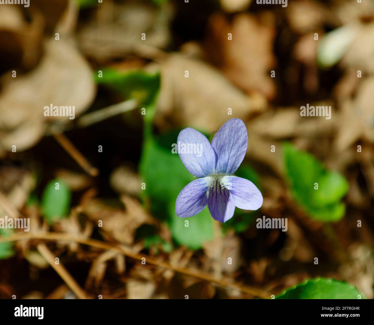 Blue violet, wildflower, woods, nature, close-up, Viola sororia, Ichetucknee Springs State Park, Florida, Fort White, FL, spring Stock Photo