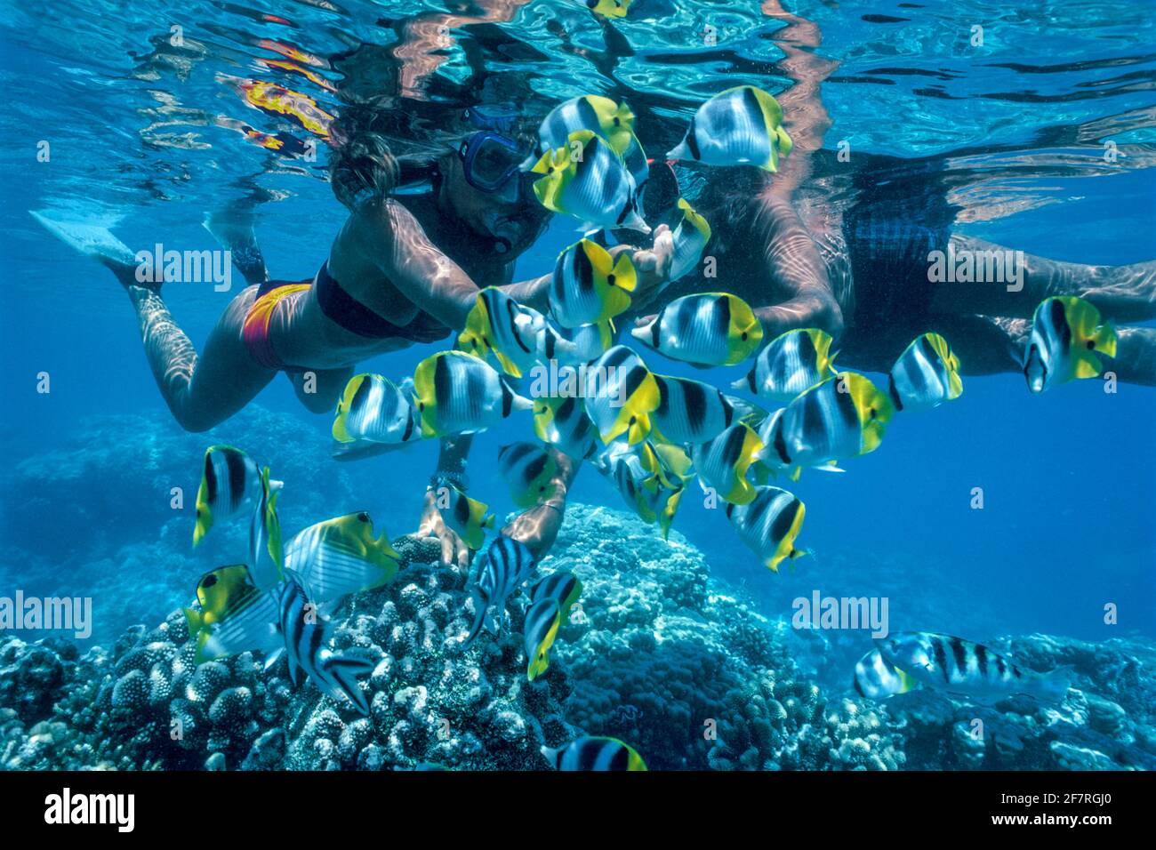 Snorkeling couple feeding Pacific double-saddle butterfly fish, French Polynesia Stock Photo