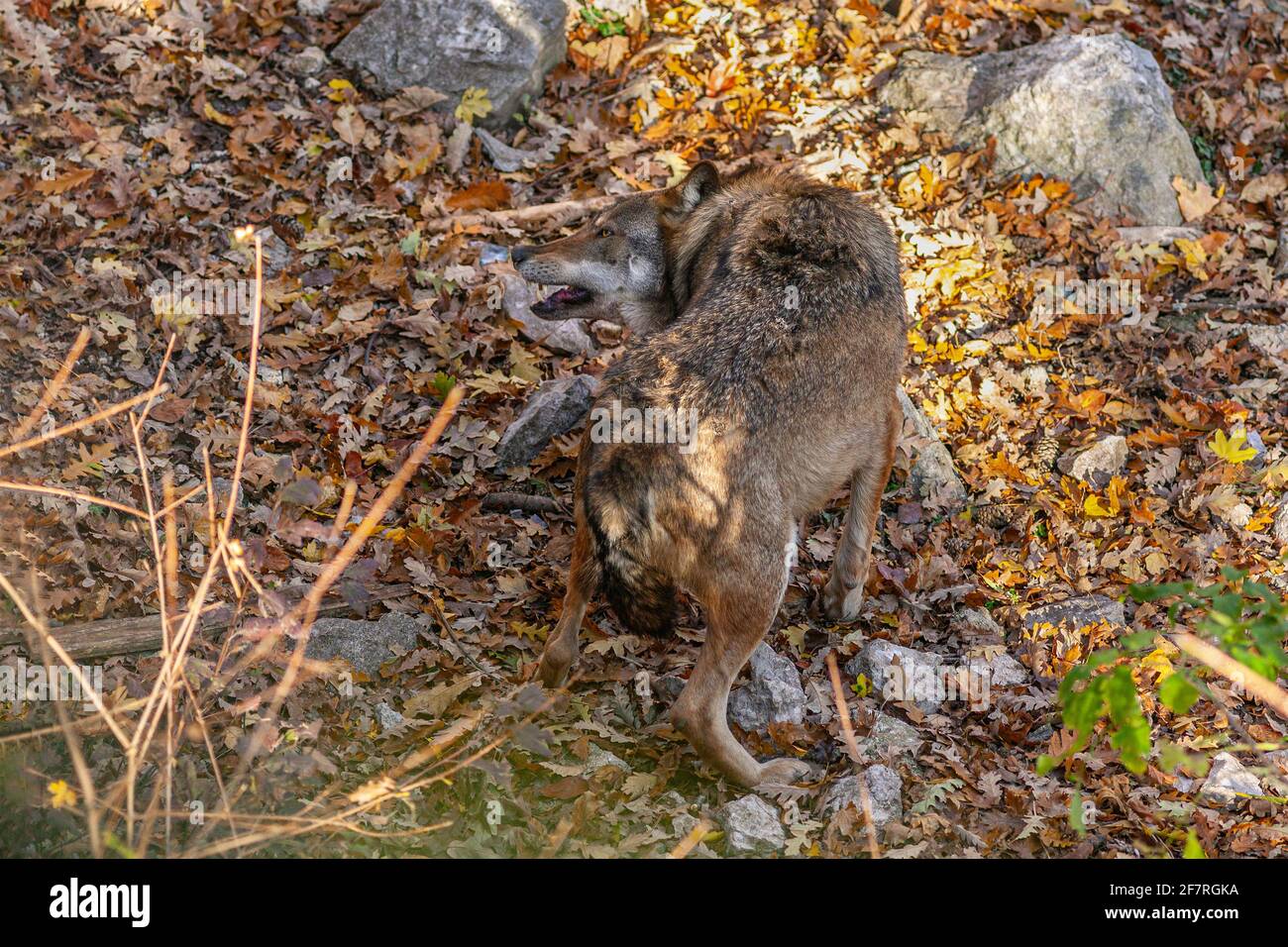 a wolf surprised and frightened by something while walking in a wood. Abruzzo, Italy, Europe Stock Photo