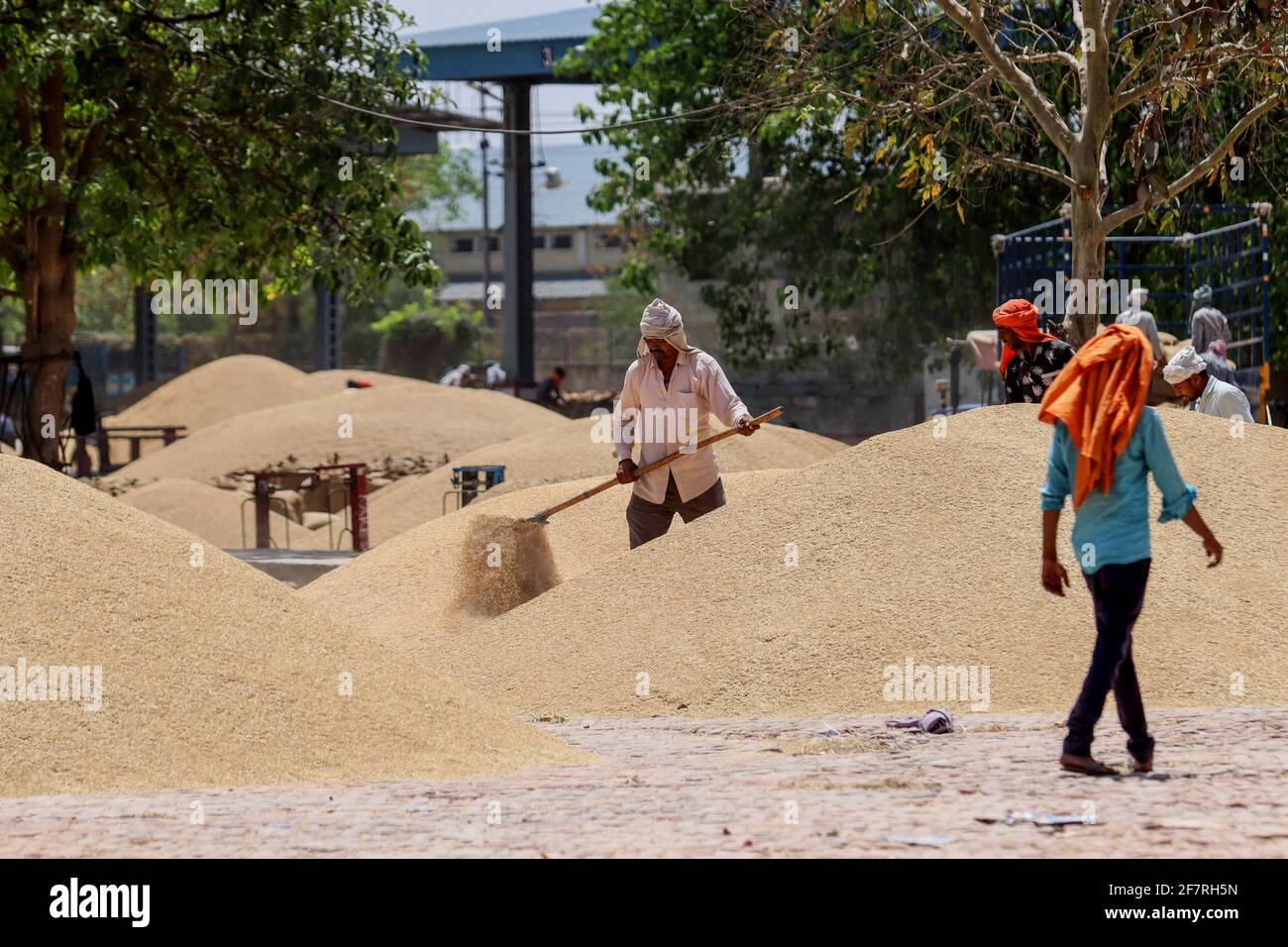 Narela mandi hires stock photography and images Alamy