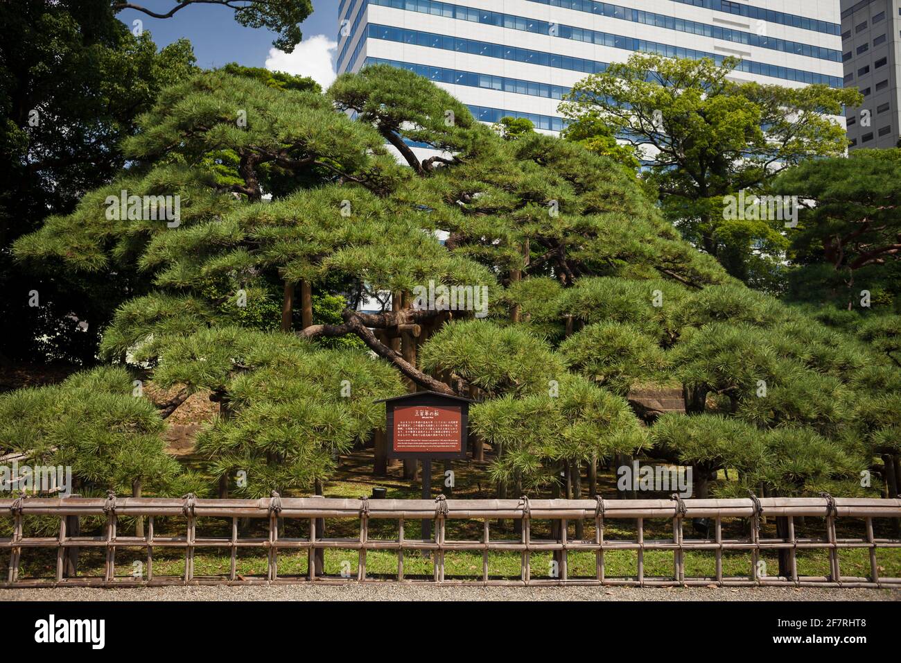Horizontal frontal view of the 300 year old black pine in Hama-Rykyu Gardens, Chuo City, Tokyo, Japan Stock Photo