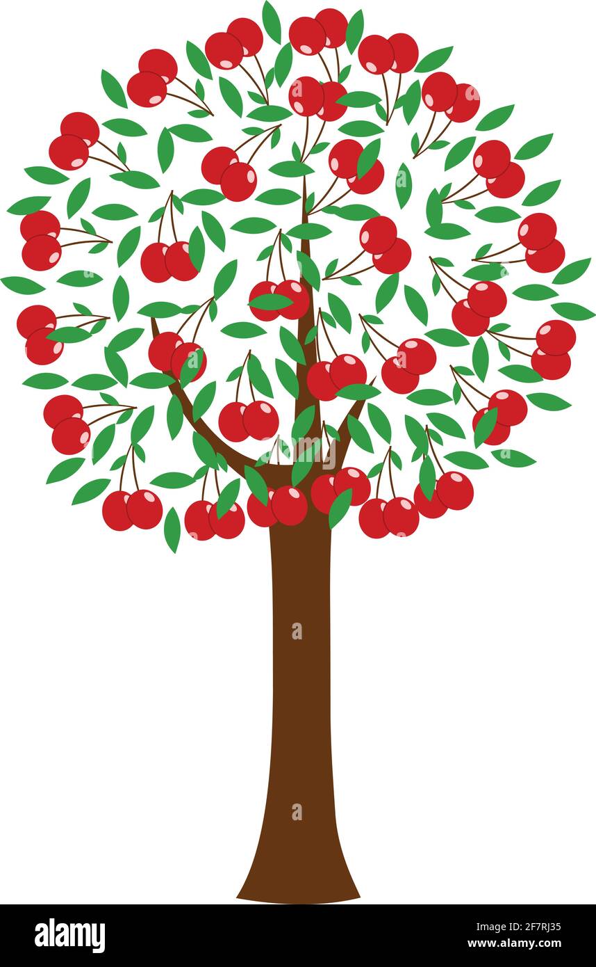 Cherry tree illustration isolated on white background Stock Vector ...