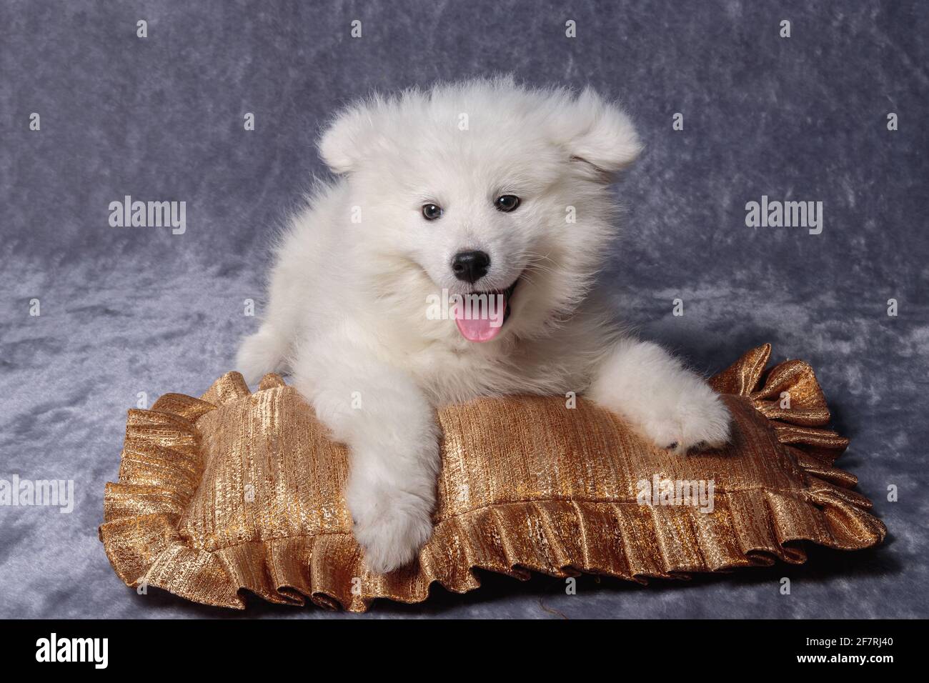 Little samoyed puppy resting on a golden pillow Stock Photo