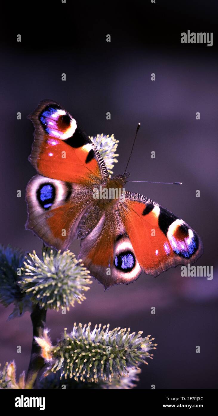 Vertical shot of a Peacock butterfly on flowers in a field with a ...