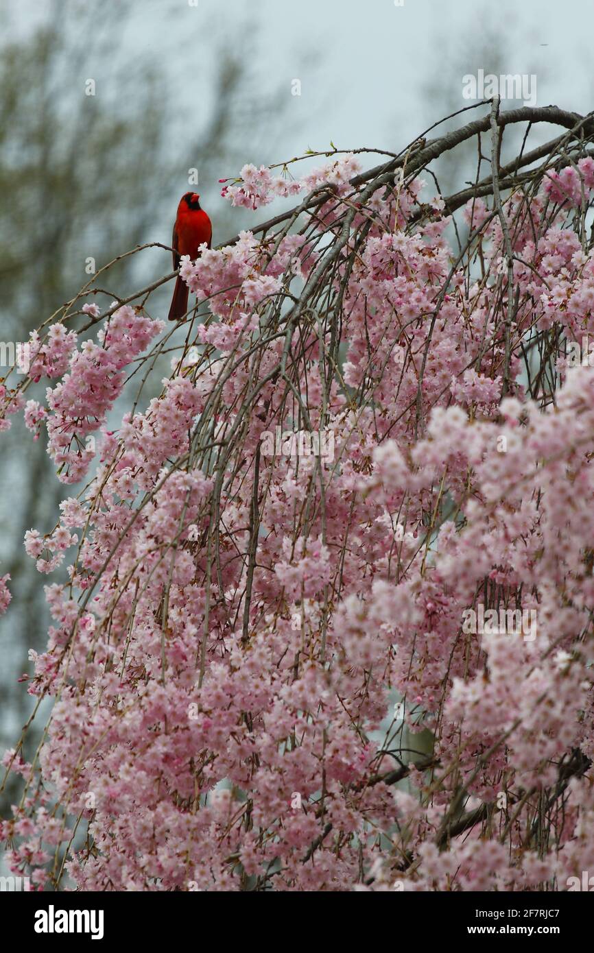 Cardinal on Top of a Weeping Cherry Tree Stock Photo - Alamy