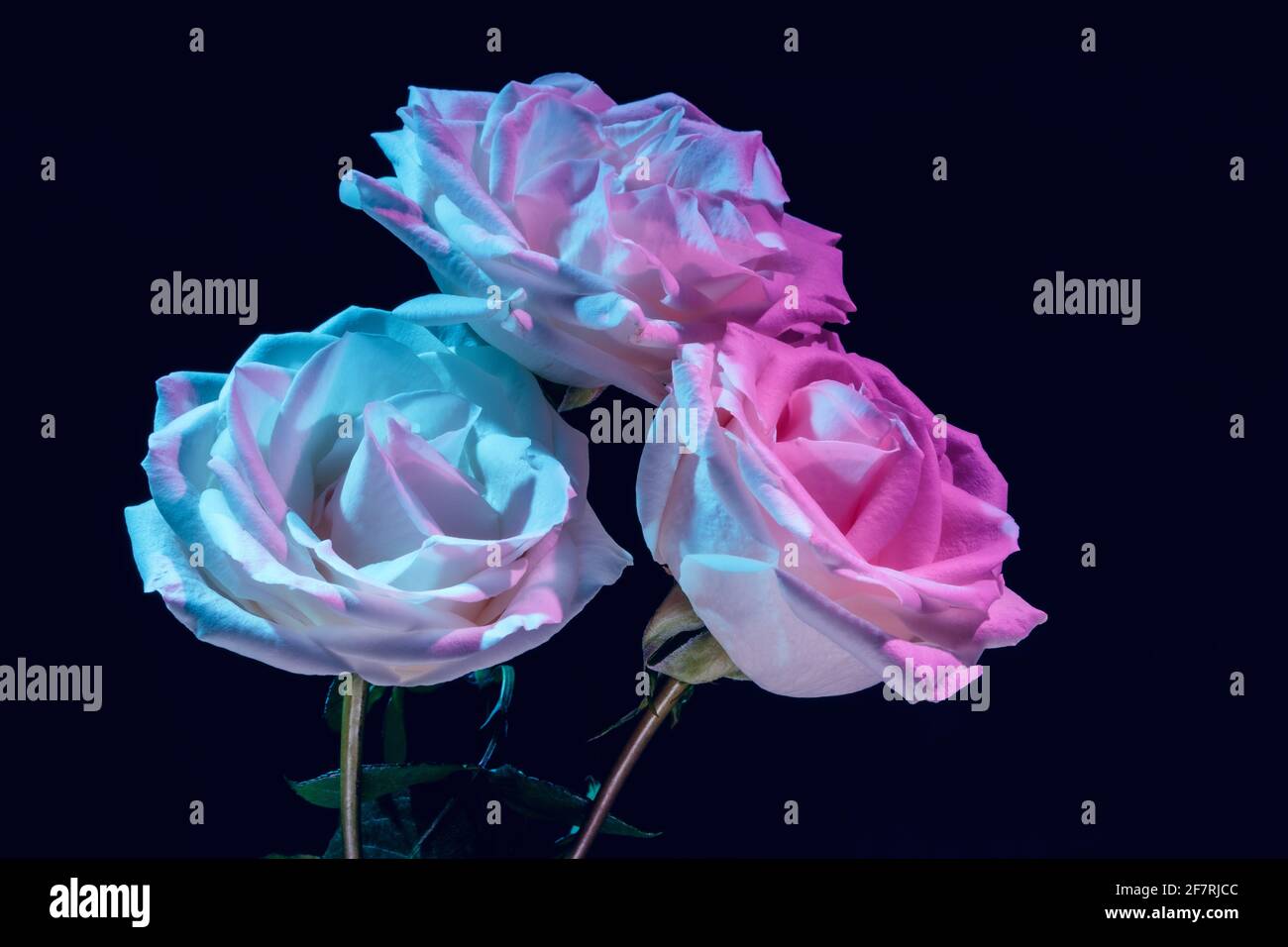 Three white roses in colorful lighting Stock Photo