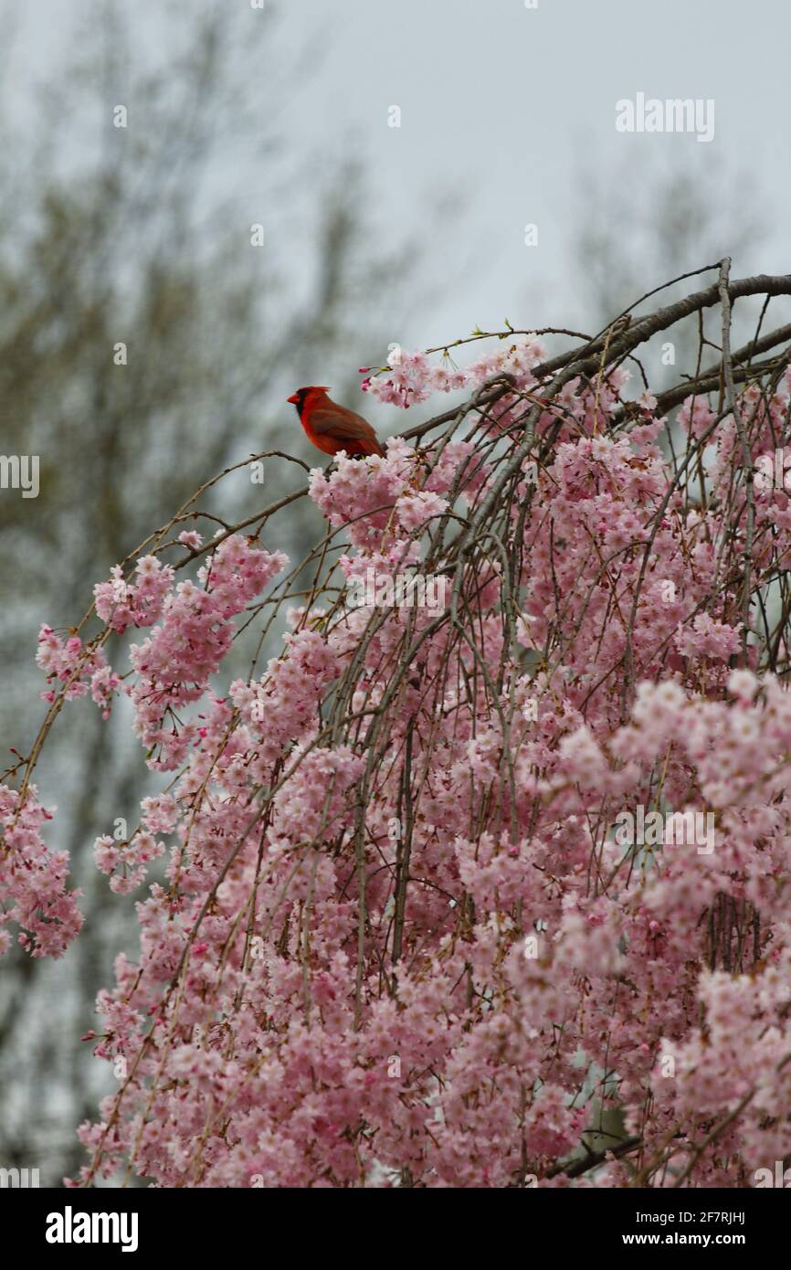 Cardinal on Top of a Weeping Cherry Tree Stock Photo - Alamy