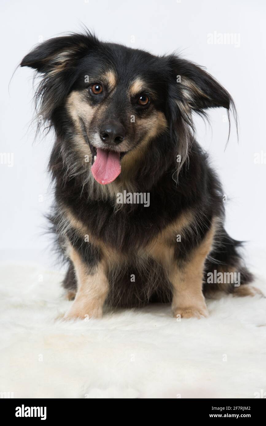 Mixed breed dog on a blanket Stock Photo