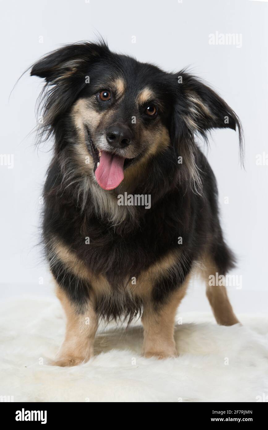 Mixed breed dog on a blanket Stock Photo