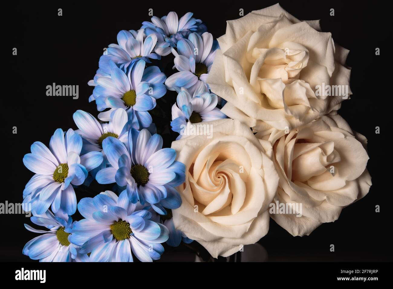 Bouquet of blue chrysanthemum and cream roses on a dark background Stock Photo